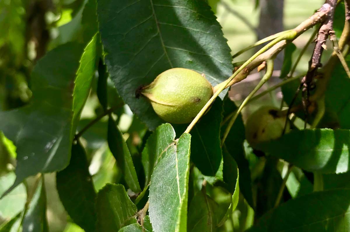 Hickory, Yellowbud - Image 2