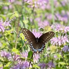 Bee Balm, Wild