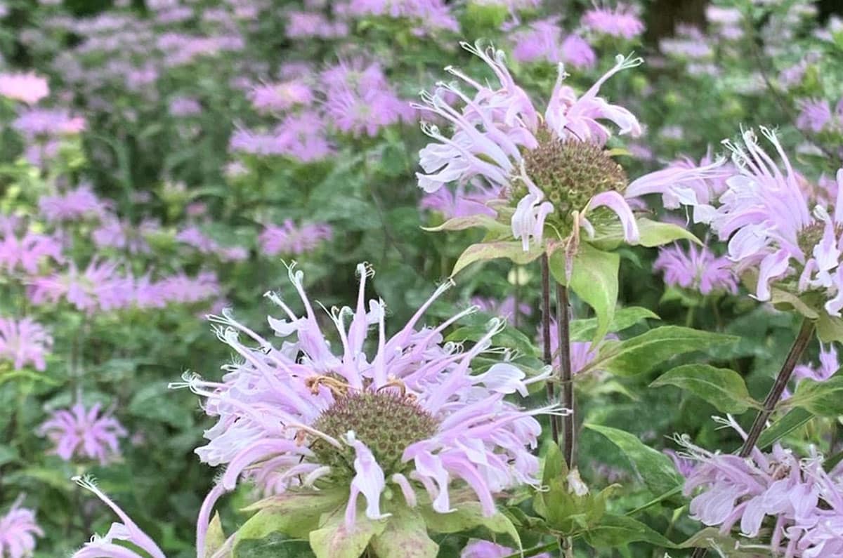Bee Balm, Wild - Image 2