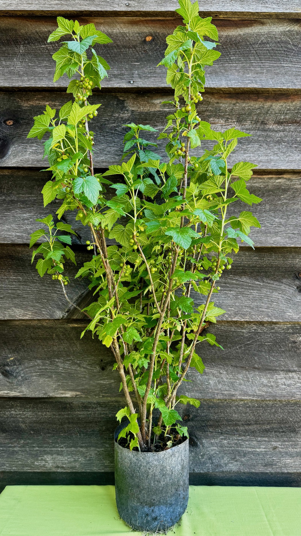 Currant, Black (Titania) - Image 2