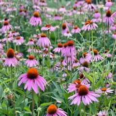 Purple Coneflower