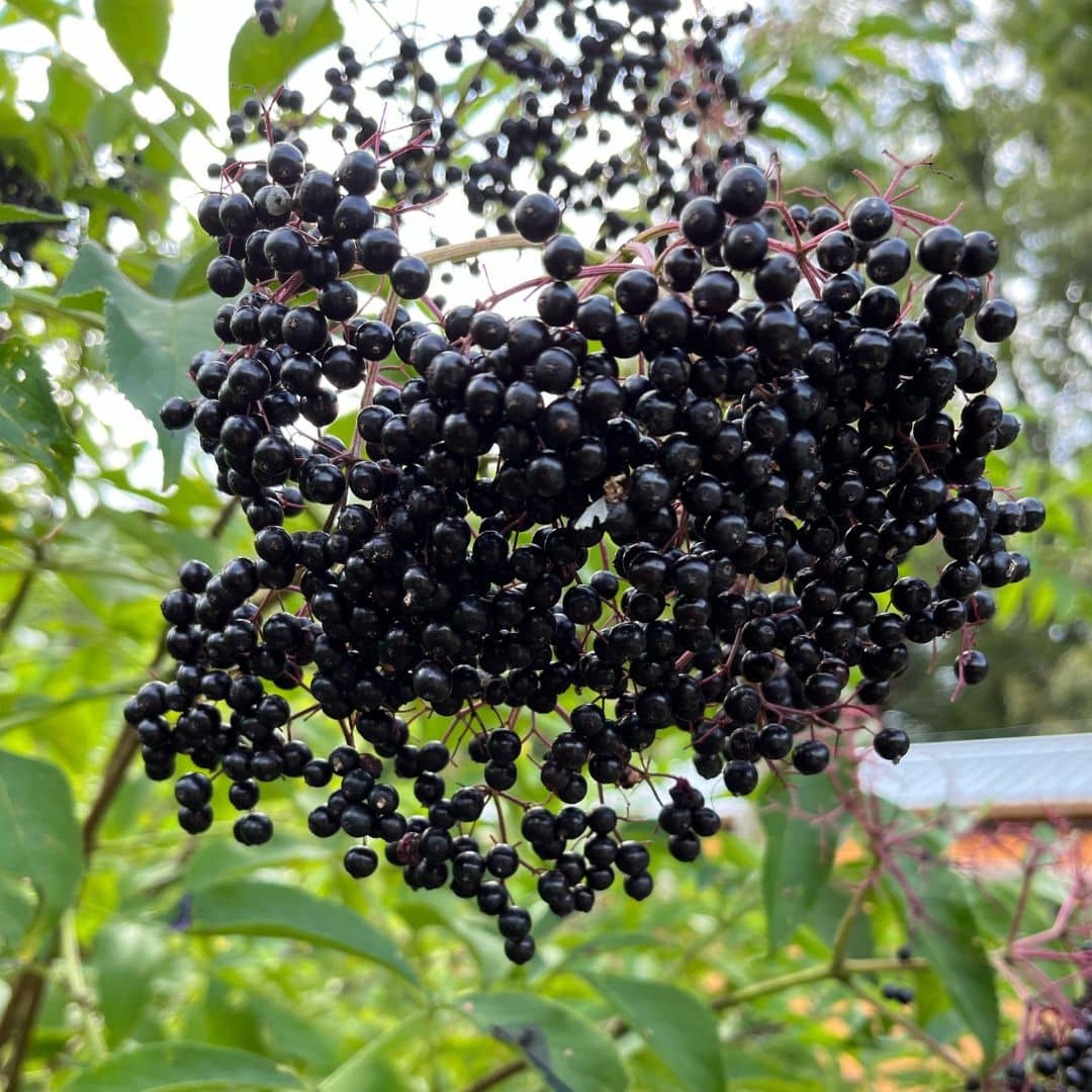 Elderberry
