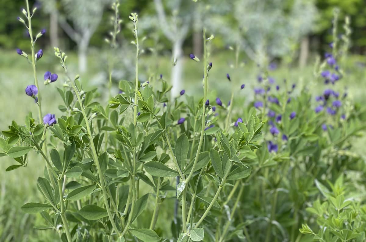 Blue Wild Indigo - Image 2