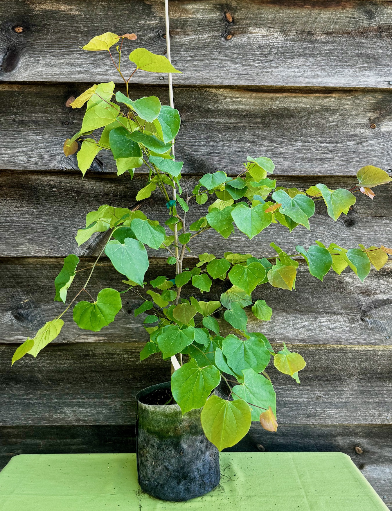 Redbud, Eastern - Image 2